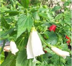 Image result for Malvaviscus