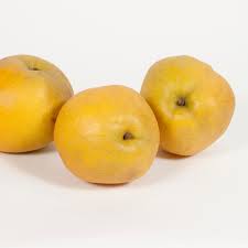 Image result for Pyrus pyrifolia