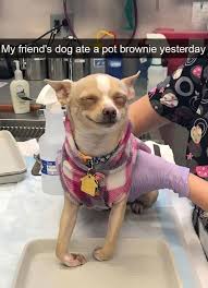 Harmless But Funny Dog Pictures Komik Hayvanlar Hayvan Fikralari Eglenceli Resimler