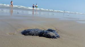 Book exclusive south padre island, tx vacation packages. Tar Balls Sticking To Beach Goers Along Texas Coast
