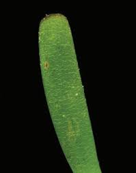 Image result for Thalassia