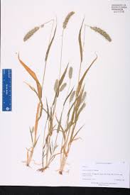 Image result for Setaria homonyma