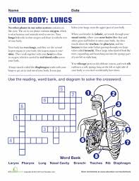 Lungs Anatomy Worksheet Education Com Lung Anatomy Human Body Worksheets Respiratory System Lesson Plans