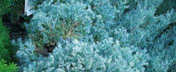 Dec 10, 2018 · pair it with golden mop sawara cypress (chamaecyparis pisifera golden mop), suitable for usda plant hardiness zones 4 through 8, for a colorful evergreen grouping. Sawara False Cypress Boulevard Cypress Blue Moss Cypress Chamaecyparis Pisifera True Blue