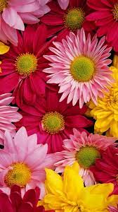 We did not find results for: Top Iphone Flower Wallpaper Hd 4k Download Wallpapers Book Your 1 Source For Free Download Hd 4k High Quality Wallpapers