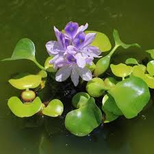 Pin On Common Water Hyacinth