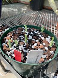 Image result for Habenaria tenuispica