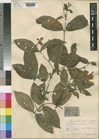 Image result for Heinsia