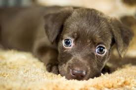 You want to find one that suits his or her personality or characteristics. Dog Names Beginning With B Male Female 200 Options