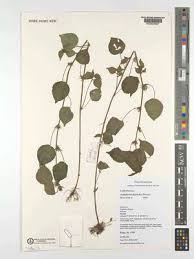 Image result for Acalypha brachystachya