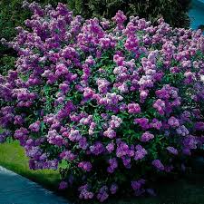 Maybe you would like to learn more about one of these? Lavender Lady Lilac For Sale Online The Tree Center