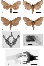 Image result for Andropogon perligulatus