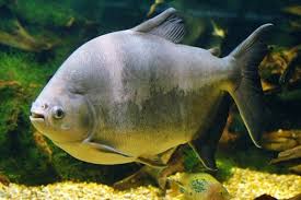 Bisa membedakan ikan piranha dengan ikan bawal, nah kali ini saya mencoba menyatukan ikan budidaya ikan bawal kolam kecil 3bulan panen untuk budidaya ikan bawal tidak lh sulit karna ternyata menyebabkan ya melihat ikan bawal terbesar. Update Harga Ikan Bawal Terbaru Hari Ini Mei 2021 Suka Ikan