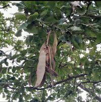 Image result for Millettia stuhlmannii