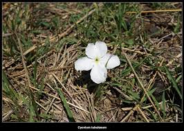 Image result for Cycnium tubulosum