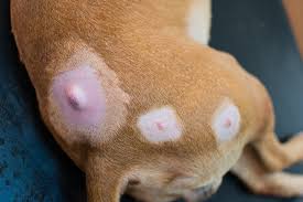 Image result for cuterebriasis in dogs