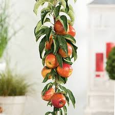 How and when to prune your espaliered fruit tree you may need to prune two or three times per season to keep the tree in shape. 5ft Apple Braeburn Cordon Dessert Apple Tree M26 Semi Dwarfing Rootstock 8l Pot 45 99