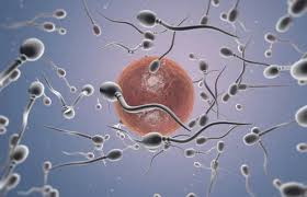 Oligospermie : causes, traitements et comment tomber enceinte | Vida Fertilité