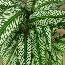 Simak ragam jenis tanaman calathea tercantik di sini! Pokok Calathea Hiasan Indoor Shopee Malaysia