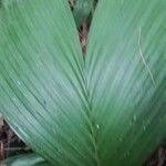 Image result for Eremospatha haullevilleana