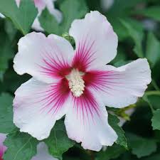 Image result for Hibiscus syriacus ´Pink Chiffon