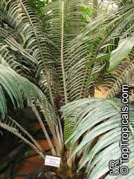 Image result for Encephalartos villosus