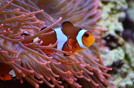 We did not find results for: The 8 Most Beautiful Saltwater Fish In The World