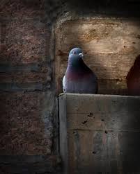 Pigeon Of The City Bob Orsillo Pigeon Bird Art Spring Art