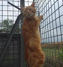 En Cette Fin De Semaine 11 Chatons Et Chats Ont Ete Pris En Charge Pas De Chat Sans Toit