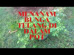 Cara Menanam Bunga Telang Di Dalam Pot Youtube Di 2020 Menanam Bunga Menanam Tanaman