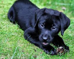 If you want to see more pics, you can search on the internet. Black Labrador Dog Animals Wallpapers Black Lab Puppies Desktop Background