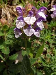 Image result for Scutellaria schweinfurthii