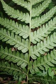 Image result for Deparia