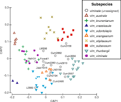 Image result for Cynanchum mulanjense