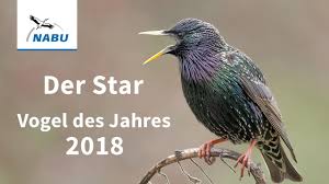 Check spelling or type a new query. Vogel Des Jahres 2018 Der Star Youtube