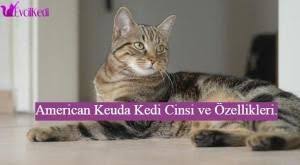 american keuda kedi cinsi ve ozellikleri kedi kosma tirmanma