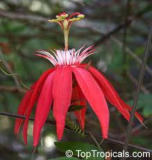Image result for Passiflora vitifolia