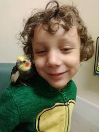 Is my bird safe from non-stick pan fumes in a shared living space?