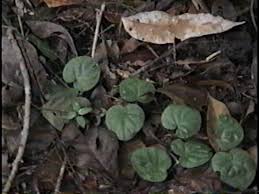 Image result for Geophila repens