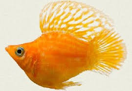 Cara Memelihara Ikan Guppy Ikan Hias Yang Lagi Popular Ikan Air Tawar Hiasan