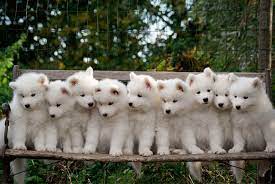 Maybe you would like to learn more about one of these? 10 Nombres Para Perros Bonitos Nombres Para Perros