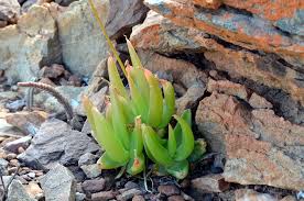 Image result for Trachyandra burkei