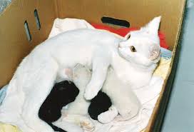 2 during the first two weeks, there will not be any obvious signs of pregnancy. Spring Has Sprung How To Tell If Your Cat Is Pregnant The Brighton Meow