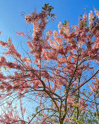 Image result for Brachystegia bakeriana