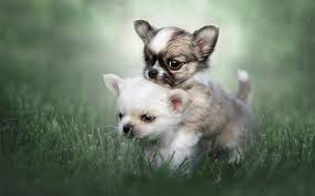Below is a sample search of our chihuahua. Download Wallpapers Chihuahua Puppies Friendship Dogs Small Chihuahua Friends Lawn Cute Animals Pets Chihuahua Dog For Desktop Free Pictures For Desktop Free