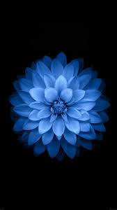 Iphone 6 Wallpaper Flower Iphone Wallpaper Blue Flower Wallpaper Huawei Wallpapers