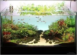 Image result for Aeschynomene fluitans