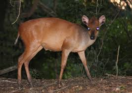 Image result for Cola natalensis