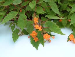 Image result for Begonia sutherlandii