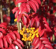 Several locust trees are cultivated as ornamentals, especially the black locust (robinia pseudoacacia), often called false acacia, or yellow. Sorbus Autumn Spire Rowan Tree Mail Order Trees